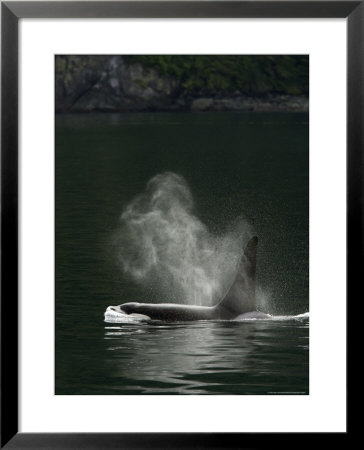 Blow Of A Killer Whale As It Surfaces by Ralph Lee Hopkins Pricing Limited Edition Print image