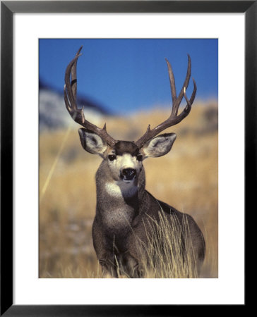 Mule Deer Buck, Yellowstone National Park, Montana by Michael S. Quinton Pricing Limited Edition Print image