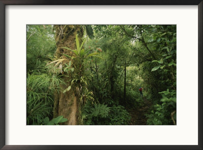 Rain Forest Tree With Bromeliad Plants, Costa Rica by Michael Melford Pricing Limited Edition Print image