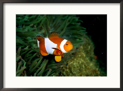 Western Clown Anemonefish Swims Among The Tentacles Of A Magnificent Sea Anemone by Wolcott Henry Pricing Limited Edition Print image