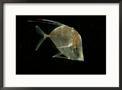 A Lookdown Fish by George Grall Pricing Limited Edition Print image