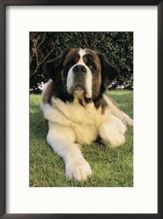 Portrait Of A Saint Bernard Dog by Steve Winter Pricing Limited Edition Print image