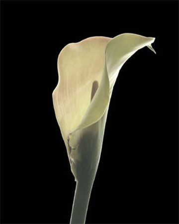 Calla Lily Ii by George Fossey Pricing Limited Edition Print image
