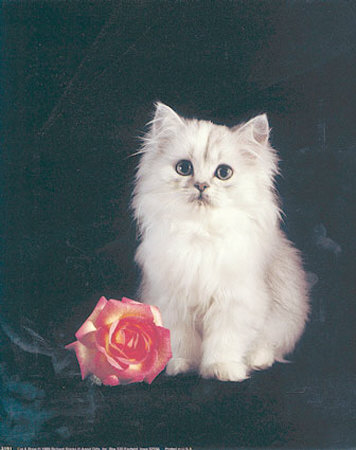 Cat And Rose by Richard Stacks Pricing Limited Edition Print image