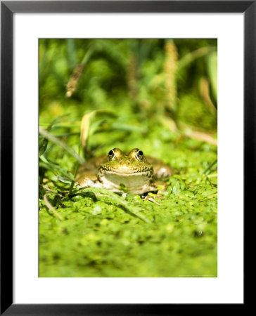 Marsh Frog, Adult, Uk by Mike Powles Pricing Limited Edition Print image