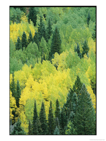 A View Across A Forest Of Quaking Aspen And Evergreen Trees by Marc Moritsch Pricing Limited Edition Print image