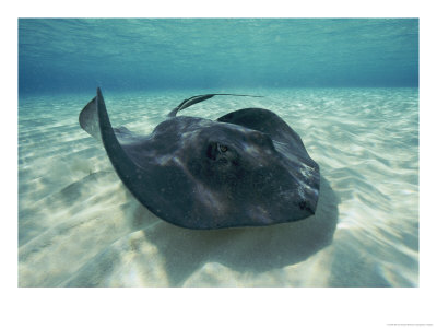 A Southern Stingray Swims Close To The Ocean Floor by Bill Curtsinger Pricing Limited Edition Print image