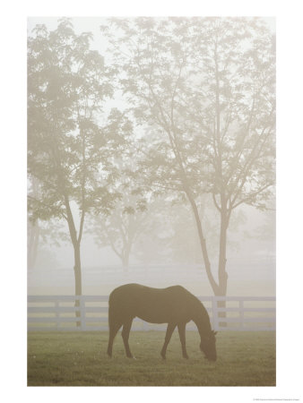 A Thoroughbred Gelding Crops The Bluegrass At The Kentucky Horse Park by Raymond Gehman Pricing Limited Edition Print image
