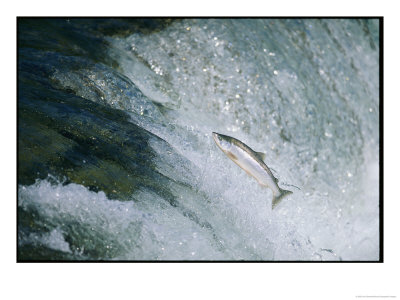 Salmon Make A Difficult Trip Up River by Joel Sartore Pricing Limited Edition Print image