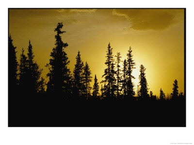 Fir Trees Silhouetted In Early Morning Sunlight At Nabesna by George F. Mobley Pricing Limited Edition Print image