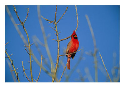 A Male Cardinal Sings In A Suburban Omaha Tree by Joel Sartore Pricing Limited Edition Print image