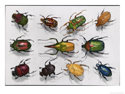 Various Kinds Of Beetles by Edwin L. Wisherd Pricing Limited Edition Print image