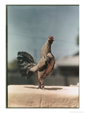 View Of A Chicken by Joseph Baylor Roberts Pricing Limited Edition Print image