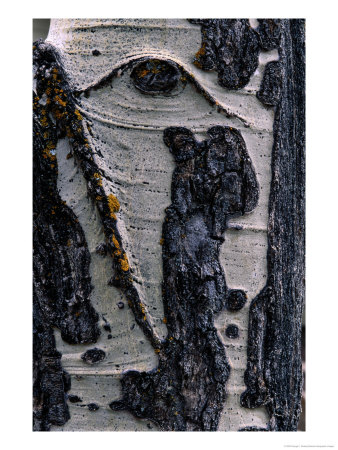 Close-Up Of Tree Bark by George F. Mobley Pricing Limited Edition Print image