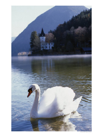 Swan, Lake Grundlesee, Austria by Elfi Kluck Pricing Limited Edition Print image
