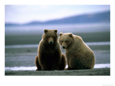 Grizzly Bear Cubs Pose For The Camera by Joel Sartore Pricing Limited Edition Print image