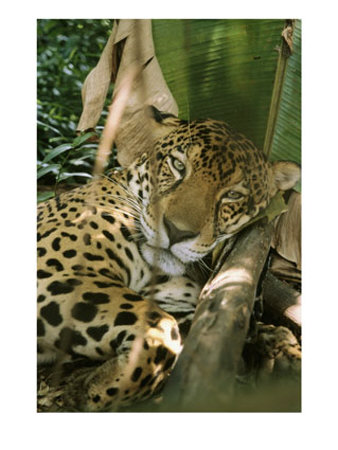 A Jaguar Rests On The Jungle Floor by Ed George Pricing Limited Edition Print image
