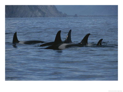 Fins Of A School Of Killer Whales Rise Above The Water by Karen Kasmauski Pricing Limited Edition Print image