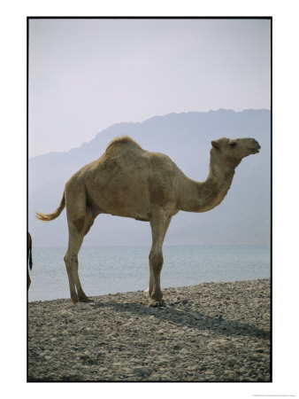 Dromedary Camel Near Neweiba Oasis by Richard Nowitz Pricing Limited Edition Print image