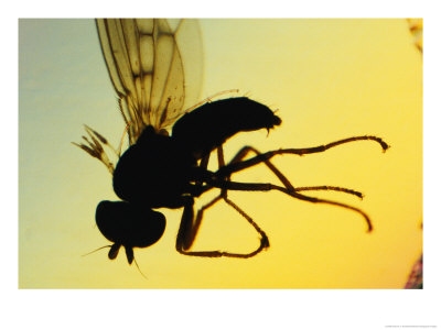 Fungus, Laboulbeniaceae, Fruiting On The Back Of A Fly by Darlyne A. Murawski Pricing Limited Edition Print image