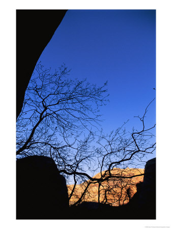 Trees And A Canyon Silhouetted In Escalante National Monument by Kate Thompson Pricing Limited Edition Print image