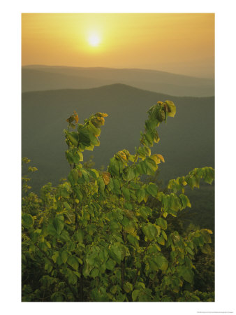 Eastern Redbud Tree Grows On Ravens Roost Overlook by Raymond Gehman Pricing Limited Edition Print image
