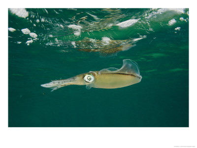 Caribbean Reef Squid Have About 35 Patterns Of Skin In Its Wardrobe by Brian J. Skerry Pricing Limited Edition Print image