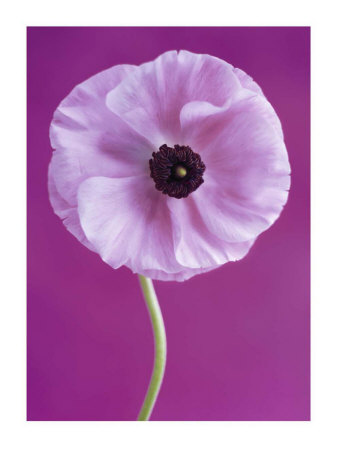 White Poppy by Jeanene Scott Pricing Limited Edition Print image