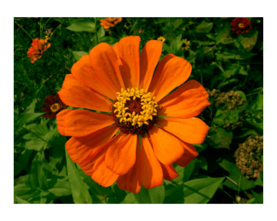 Flower by James A Evans Pricing Limited Edition Print image