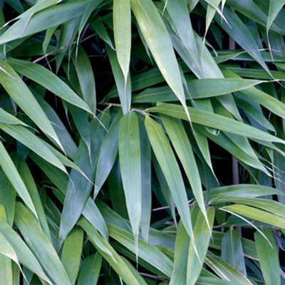Bamboo Leaves by Jan Lens Pricing Limited Edition Print image