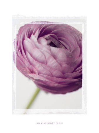Peony by Ian Winstanley Pricing Limited Edition Print image
