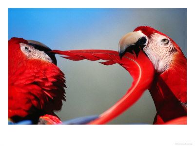 Detail Of Two Scarlet Macaw (Ara Macao), U.S.A. by Mark Newman Pricing Limited Edition Print image