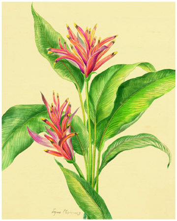 Heliconia by Lynne Misiewicz Pricing Limited Edition Print image