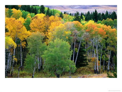 Aspen Trees In Autumn, Yellowstone National Park, U.S.A. by Christer Fredriksson Pricing Limited Edition Print image