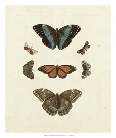 Butterflies Iv by George Wolfgang Knorr Pricing Limited Edition Print image