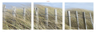 Nature Iodee by Philip Plisson Pricing Limited Edition Print image