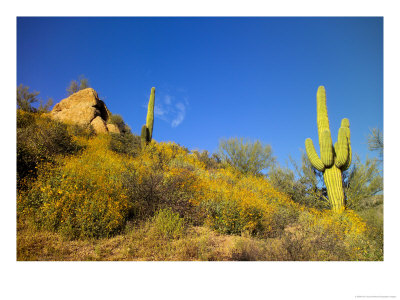Saguaro Cacti, Wildflowers And A Blue Sky by Raul Touzon Pricing Limited Edition Print image