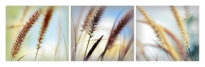 Pale Triptych by Alicia Bock Pricing Limited Edition Print image