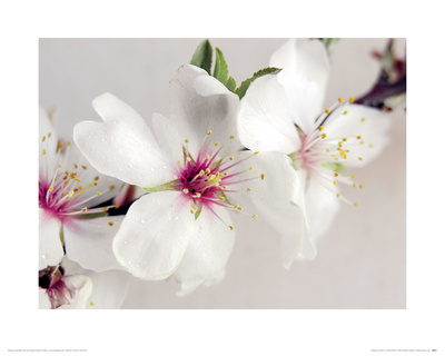 Bouquet De Fleurs D'amandier by Amélie Vuillon Pricing Limited Edition Print image