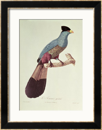 Great Touraco by Jacques Barraband Pricing Limited Edition Print image