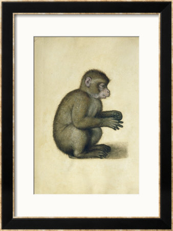 A Monkey by Albrecht Dürer Pricing Limited Edition Print image