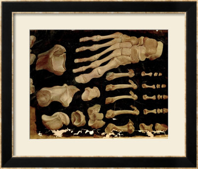 Anatomical Drawing Of The Bones Of The Foot by Hieronymus Fabricius Ab Aquapendente Pricing Limited Edition Print image