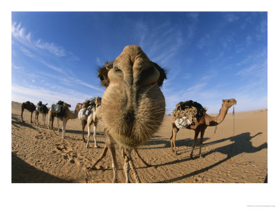 Nose To Nose With A Camel, The Photographer Peter Zooms In For A Little Fun by Peter Carsten Pricing Limited Edition Print image