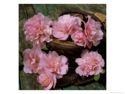 Pale Pink Camellia Flowers With Small Garden Trug And Secateurs On Rustic Table by James Guilliam Pricing Limited Edition Print image