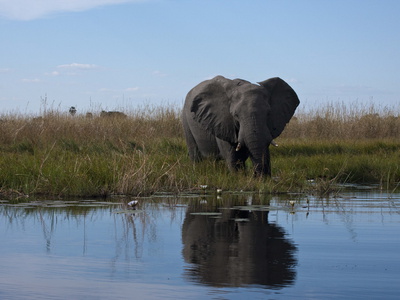 African Elephant, Loxodonta Africana, Standing At The Water's Edge by Beverly Joubert Pricing Limited Edition Print image