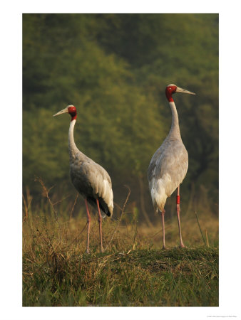 Sarus Crane, Pair Standing, Bharatpur, India by Elliott Neep Pricing Limited Edition Print image