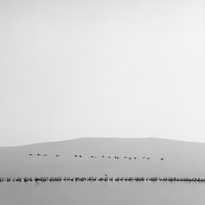 Birds Flying, Africa by Bernd Vogel Pricing Limited Edition Print image