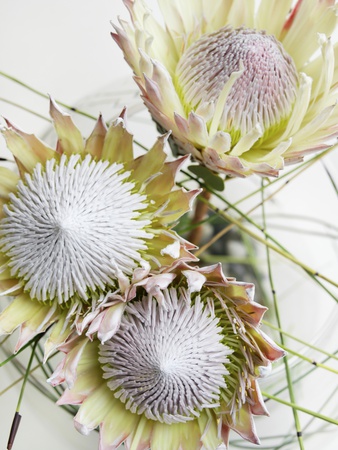 King Protea Flowers by Bernd Vogel Pricing Limited Edition Print image