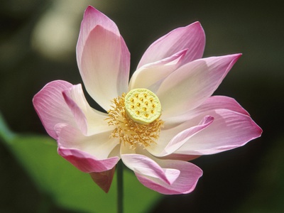 Lotus Flower, Close-Up by Gerald Nowak Pricing Limited Edition Print image