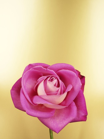 A Pink Rose Symbolizing Gratitude by Bernd Vogel Pricing Limited Edition Print image